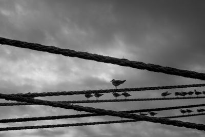 Low angle view of seagulls perching on rope against cloudy sky during sunset