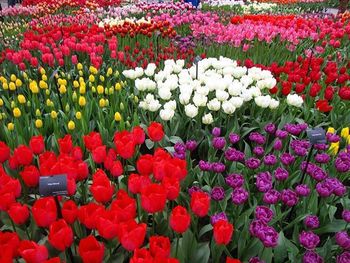 Full frame shot of red flowers blooming in field