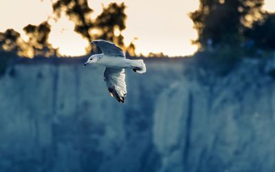 Close-up of swan flying against sky