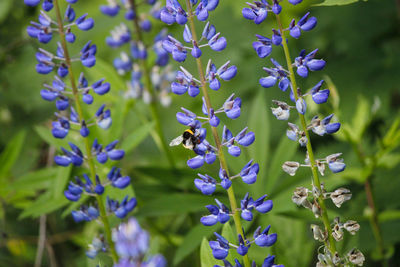 Close-up of bee pollinating on purple flowering plant