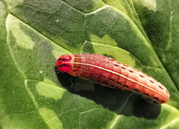 Close-up of ladybug on leaf