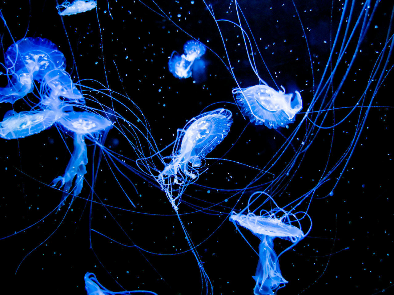 CLOSE-UP OF JELLYFISH IN SEA WATER