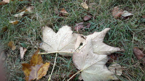 Close-up of dry grass in field