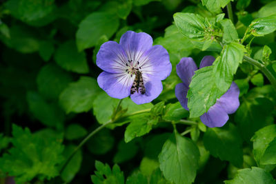 Close-up of purple flowering plant