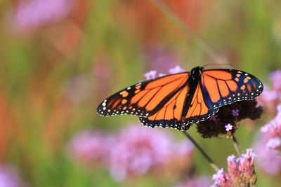 Close-up of butterfly pollinating on purple flower