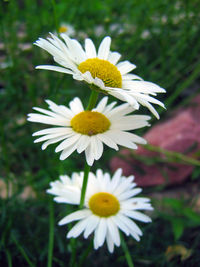 Close-up of daisy blooming outdoors