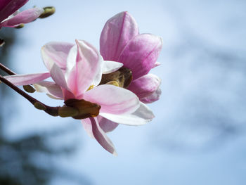 Close-up of pink flower against sky