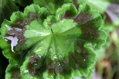 Close-up of wet plant