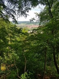 Plants and trees in forest