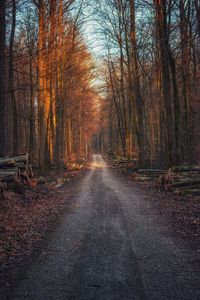 Dirt road amidst trees in forest during autumn