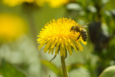 Close-up of insect on yellow flower