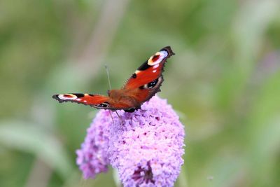 Close-up of butterfly on flower