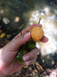 Midsection of person holding fruit