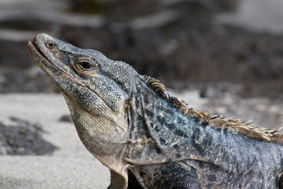 Close-up of monitor lizard