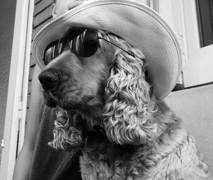 Close-up of dog wearing sunglasses and hat