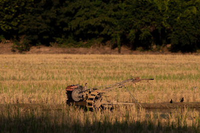 Scenic view of agricultural field