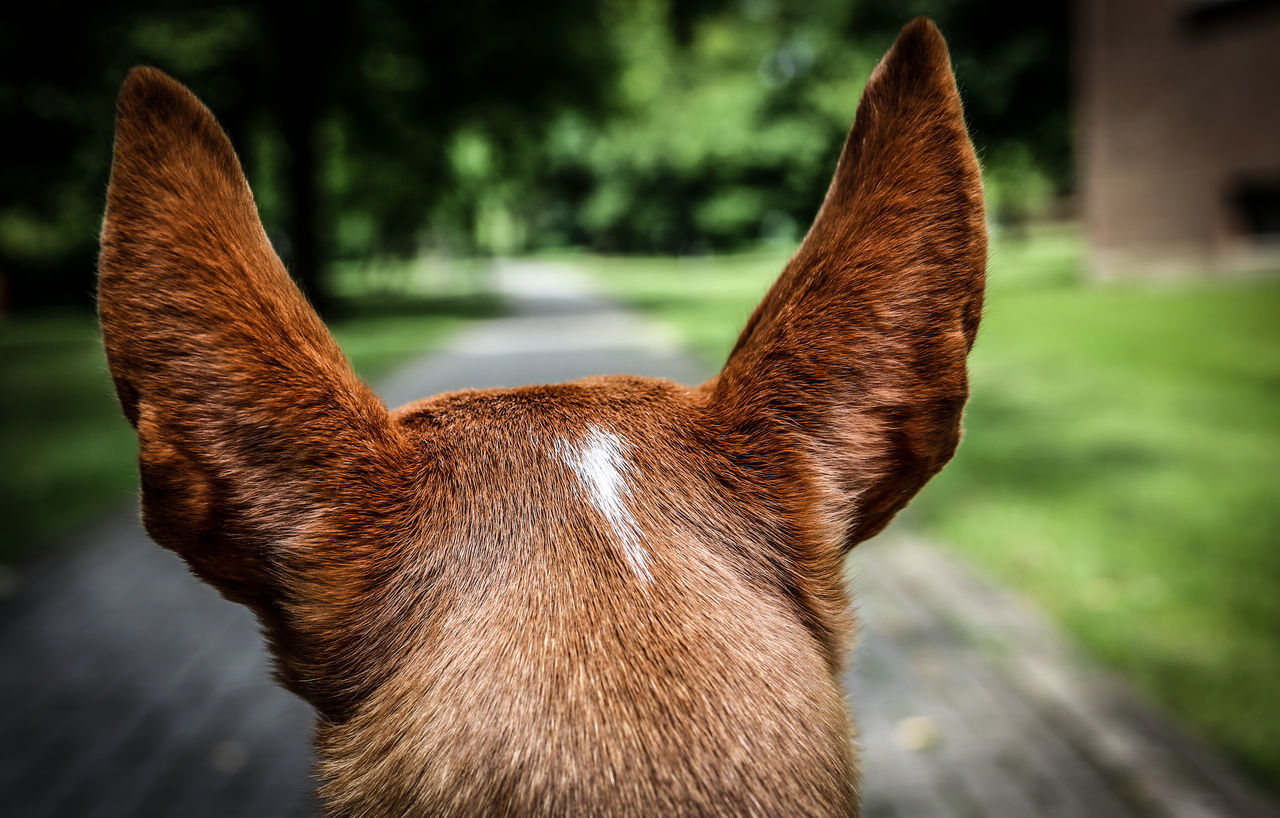 one animal, domestic animals, animal themes, mammal, pets, focus on foreground, brown, no people, close-up, day, outdoors, dog, nature