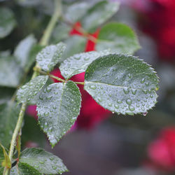 Close-up of raindrops on plant