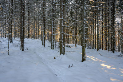 Snowy forest with sun shining through trees