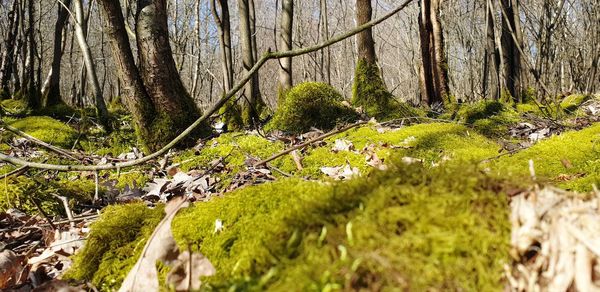 Trees growing in forest