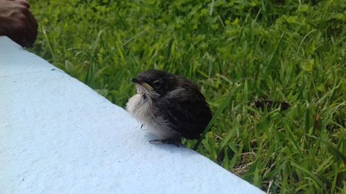 View of a bird on land