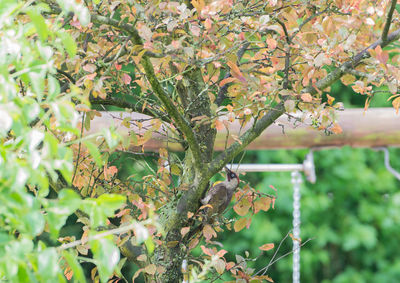 Close-up of flower tree