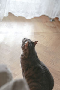 Cat sitting on floor