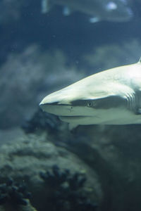 View of fish swimming underwater
