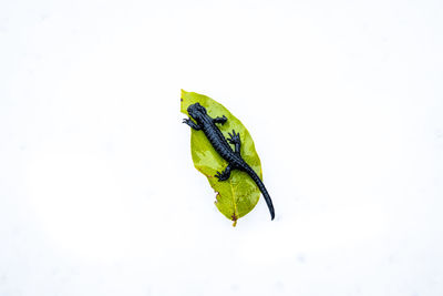 High angle view of green leaves on white background