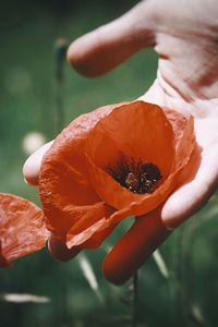 Close-up of hand holding orange rose