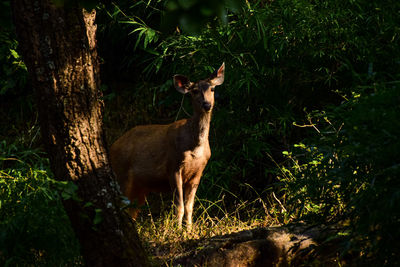 Cat standing in a forest