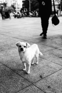 Portrait of dog standing on footpath