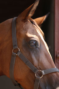 Close-up of horse with bridle in stable