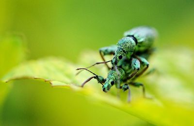 Close-up of insect on leaf