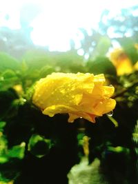 Close-up of raindrops on yellow flower