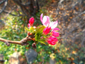 Close-up of pink flower