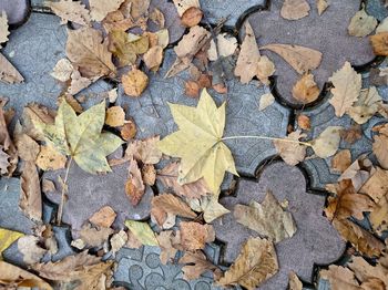 High angle view of maple leaves on footpath