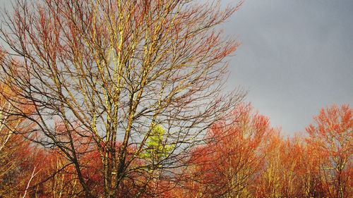 Low angle view of tree against sky during autumn