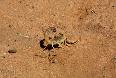 Close-up of lizard on sand