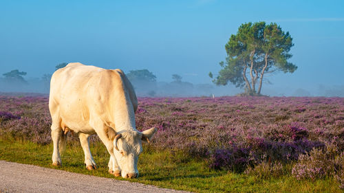 Horse grazing on field