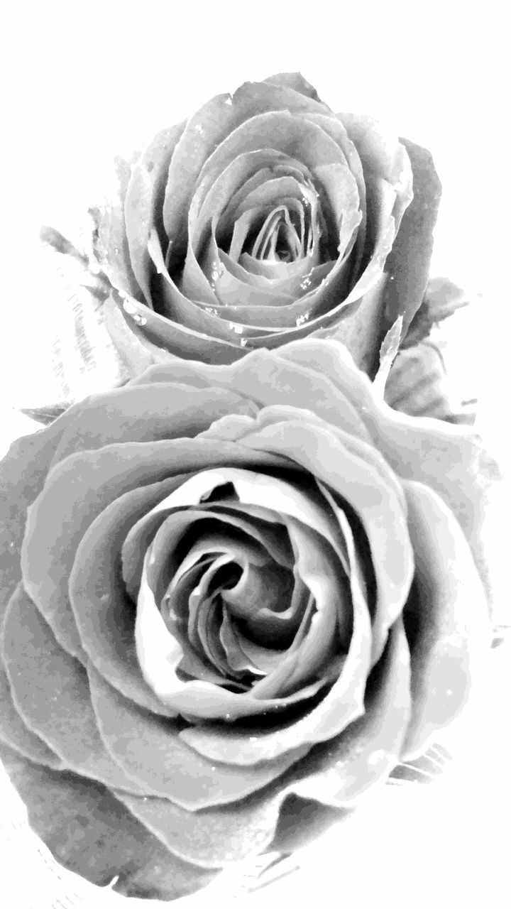 rose - flower, flower, petal, flower head, close-up, freshness, fragility, single flower, studio shot, white background, beauty in nature, rose, single rose, growth, nature, natural pattern, plant, no people, indoors, pattern