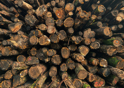 Full frame shot of logs in forest