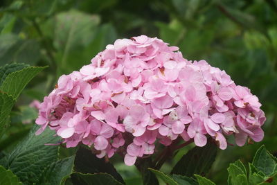 Close-up of pink flowering plant