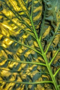 Close-up of plant growing outdoors