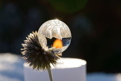 Close-up of flower and ice crystal