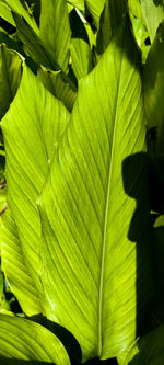 Full frame shot of green leaves