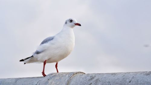 Close-up of seagull perching on wall against sky