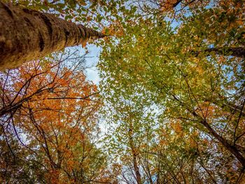 Low angle view of trees during autumn