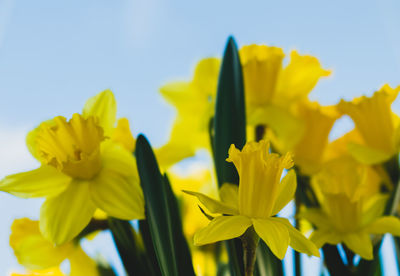 Close-up of daffodils 
