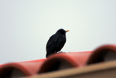 Black bird perching on a rock